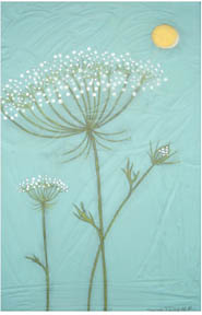 queen annes lace